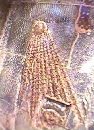 le temple de la d�esse Hathor � Dendara